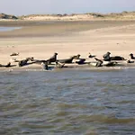 Huus Wattenmeer By Interhome Tatil Evi *
